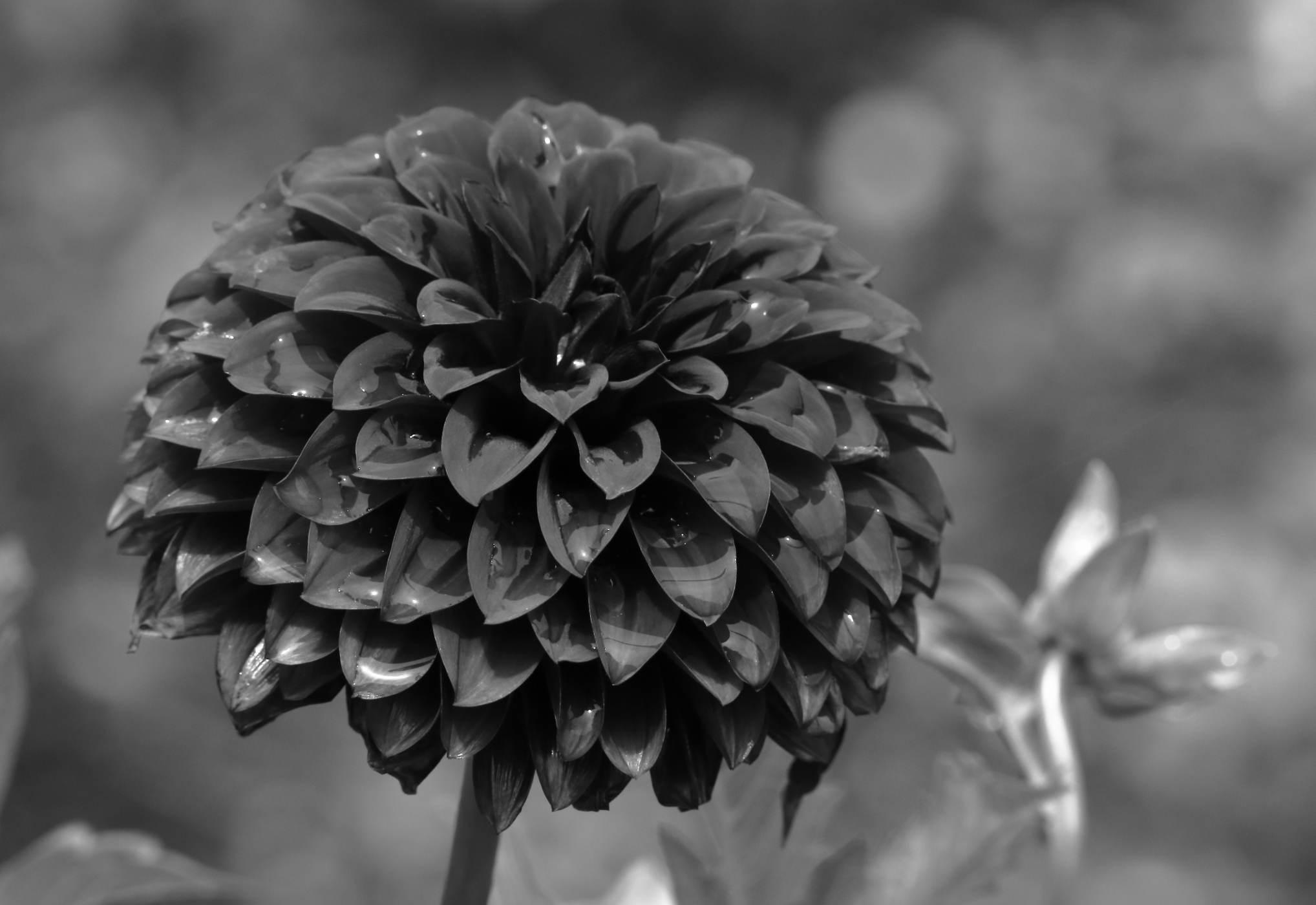 2021 07 19 HTP 50364ebw